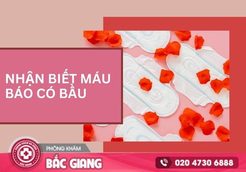 máu báo có bầu